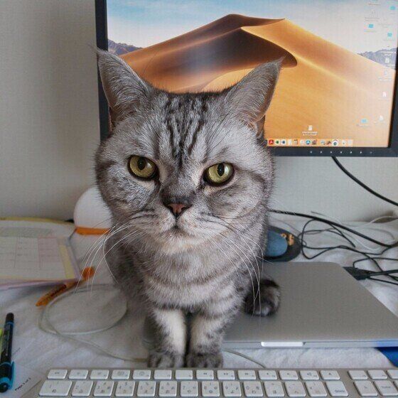 邪魔するブリティッシュショートヘア