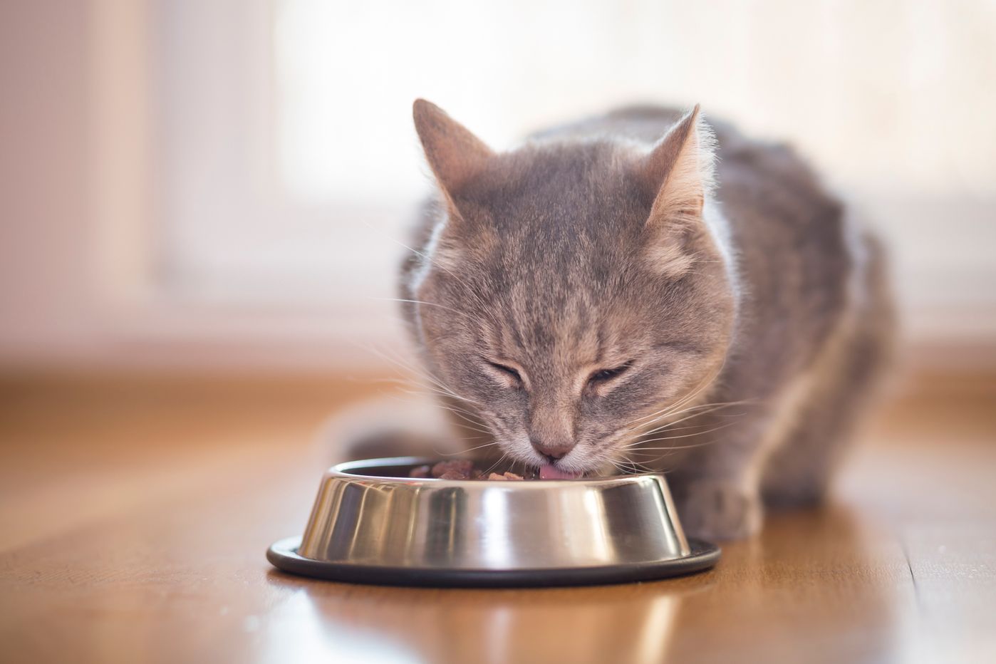 獣医が教える 猫の 危険な嘔吐 大丈夫な嘔吐 吐く理由 対処法 ねこのきもちweb Magazine 獣医が教える 猫の 危険な嘔吐 大丈夫な嘔吐 吐く理由 対処法 ねこのきもちweb Magazine