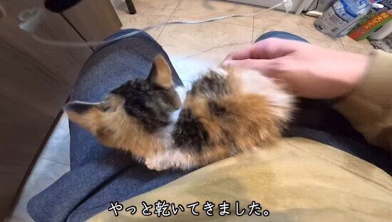濡れた体を乾かしてもらううみちゃん