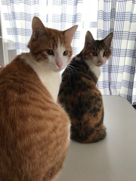 猫兄妹のシンクロ