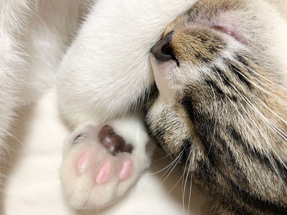 猫がお返事してくれない6つの理由 ねこちゃんホンポ