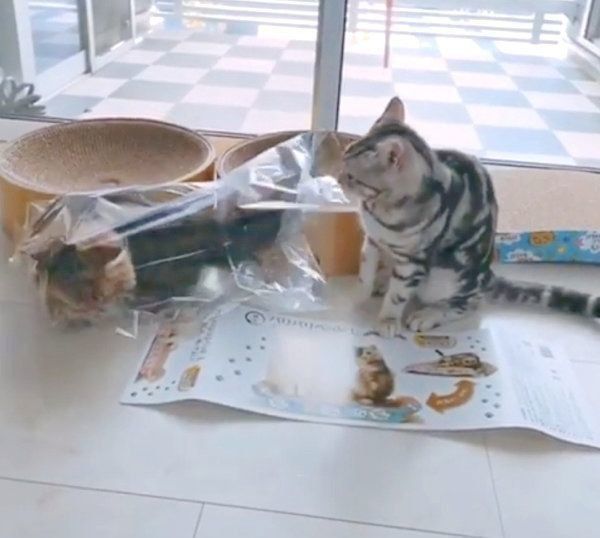 「爪とぎ器」を新調してもらったアメリカンショートヘアとミヌエット