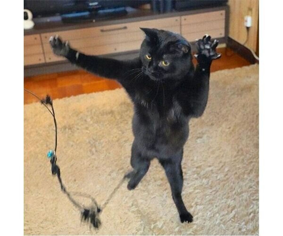 多頭飼育崩壊からレスキューされた黒猫 保護猫カフェでは 問題児 だったけれど 飼い主に幸せをもたらす存在に ねこのきもちweb Magazine 多頭飼育崩壊からレスキューされた黒猫 保護猫カフェでは 問題児 だったけれど 飼い主に幸せをもたらす存在に ねこのきもちweb Magazine