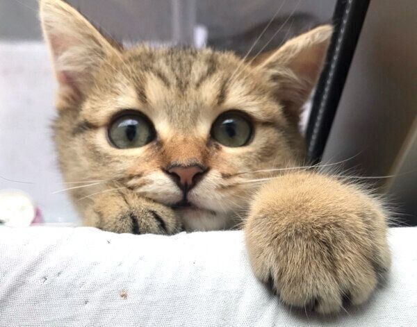 見つめるみにらくん