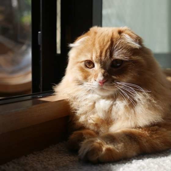 みきゃんくん  スコティッシュフォールド