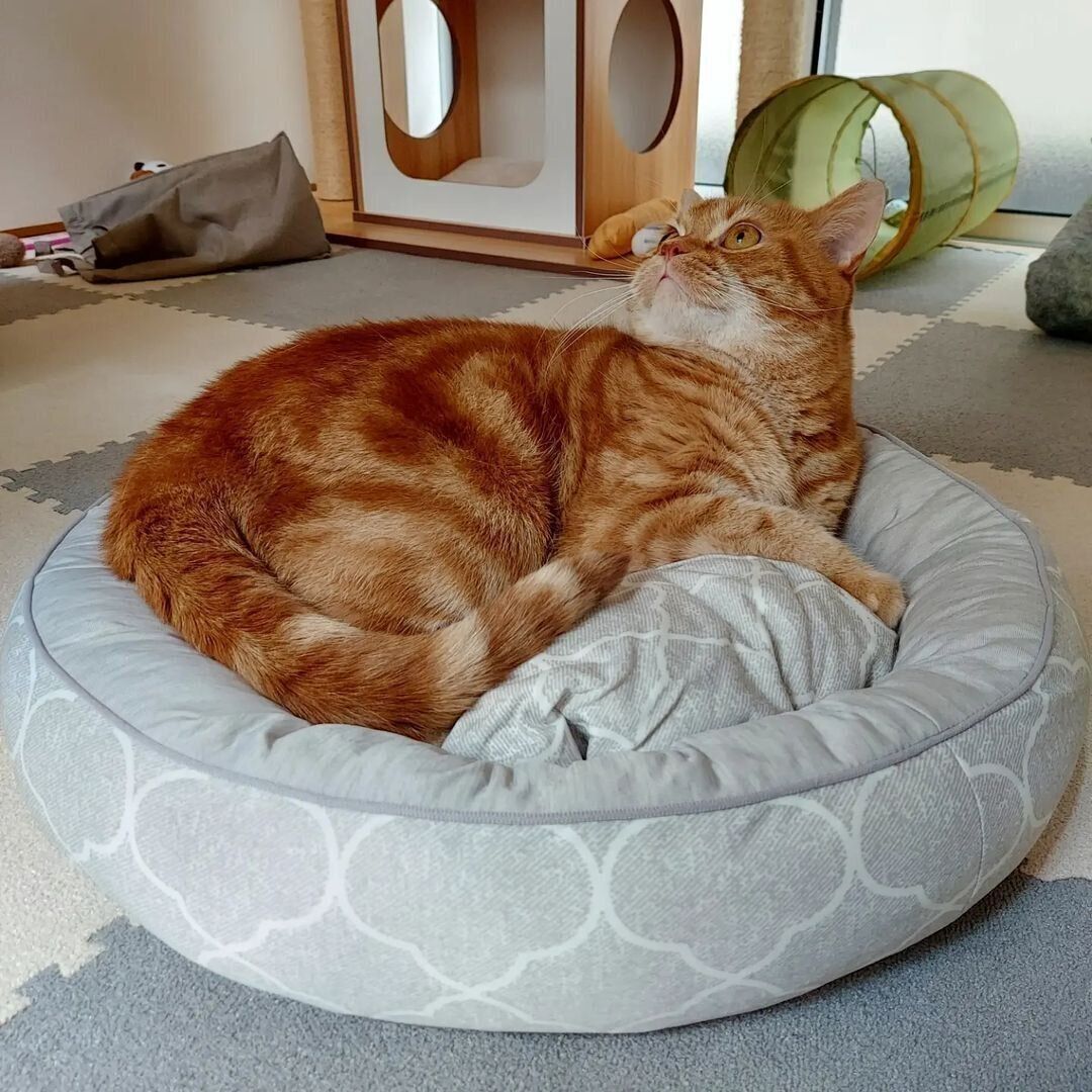 スコティッシュフォールドのだいごろうちゃん