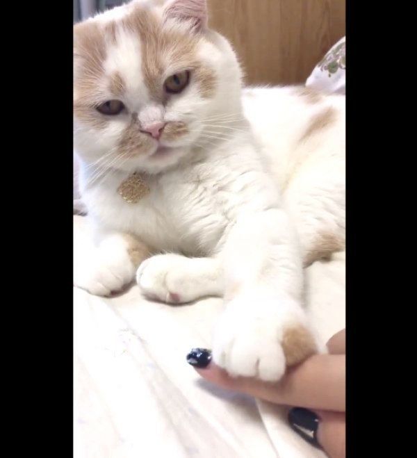 飼い主さんと遊ぶホイップクリームちゃん