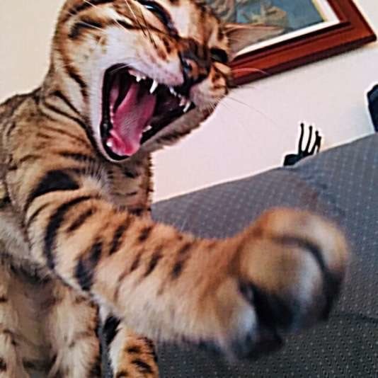 口を大きく開けるベンガル