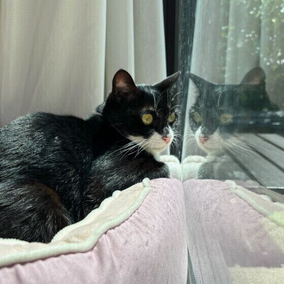 黒×白　もみじちゃん