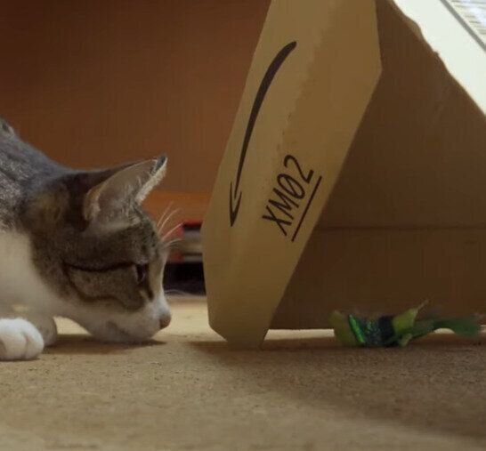 おもちゃを見つめるおはぎちゃん