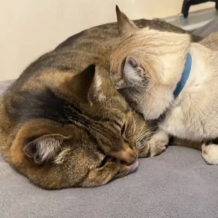 うしおくんの体に顔を埋めるくうくん