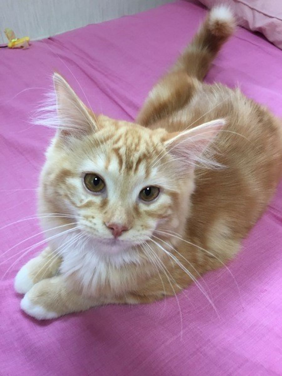 前足をたたんだ姿が愛らしい 猫ならではの座り方 香箱座り とは ねこのきもちweb Magazine 前足をたたんだ姿が愛らしい 猫ならではの座り方 香箱座り とは ねこのきもちweb Magazine