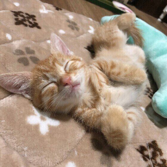 MIX茶トラのもなかちゃん