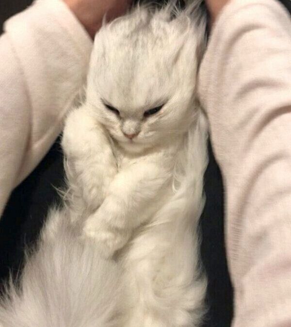 マッサージをしてもらい、毛が逆立つ小梅ちゃん