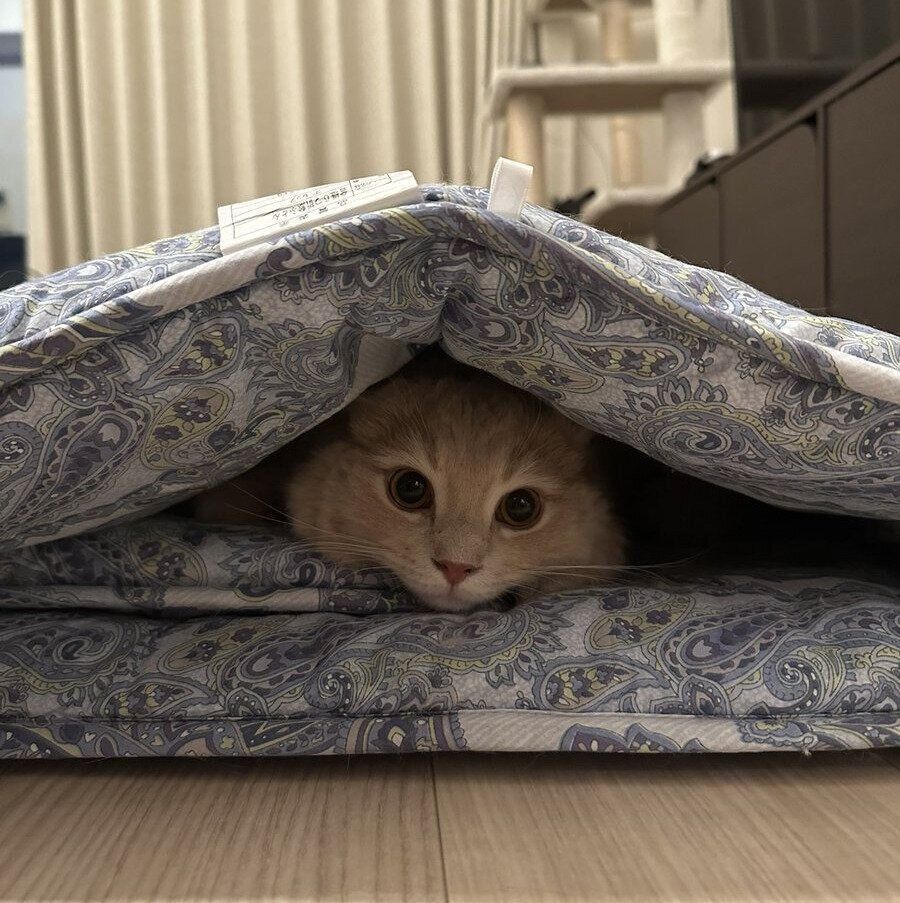 布団の間に入るきなこくん