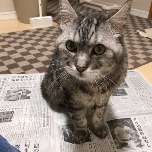 新聞の上に乗るアメリカンショートヘア