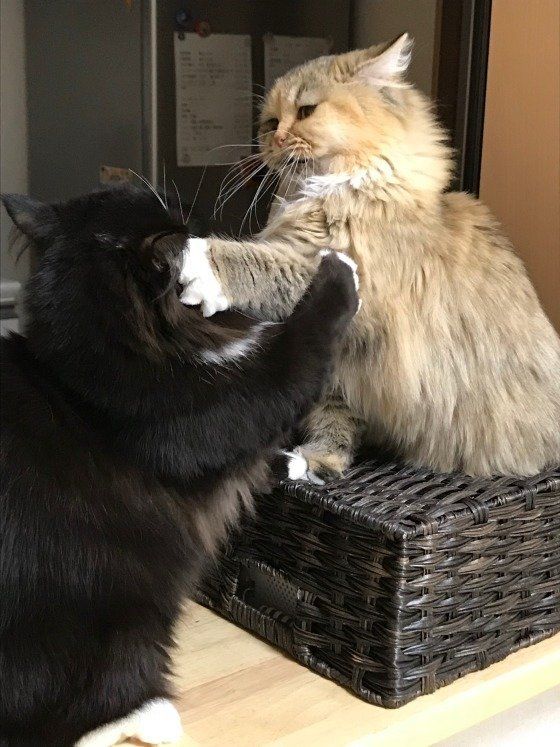 猫パンチでケンカする猫たち