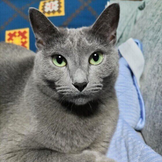 ロシアンブルーの露（つゆ）くん♪