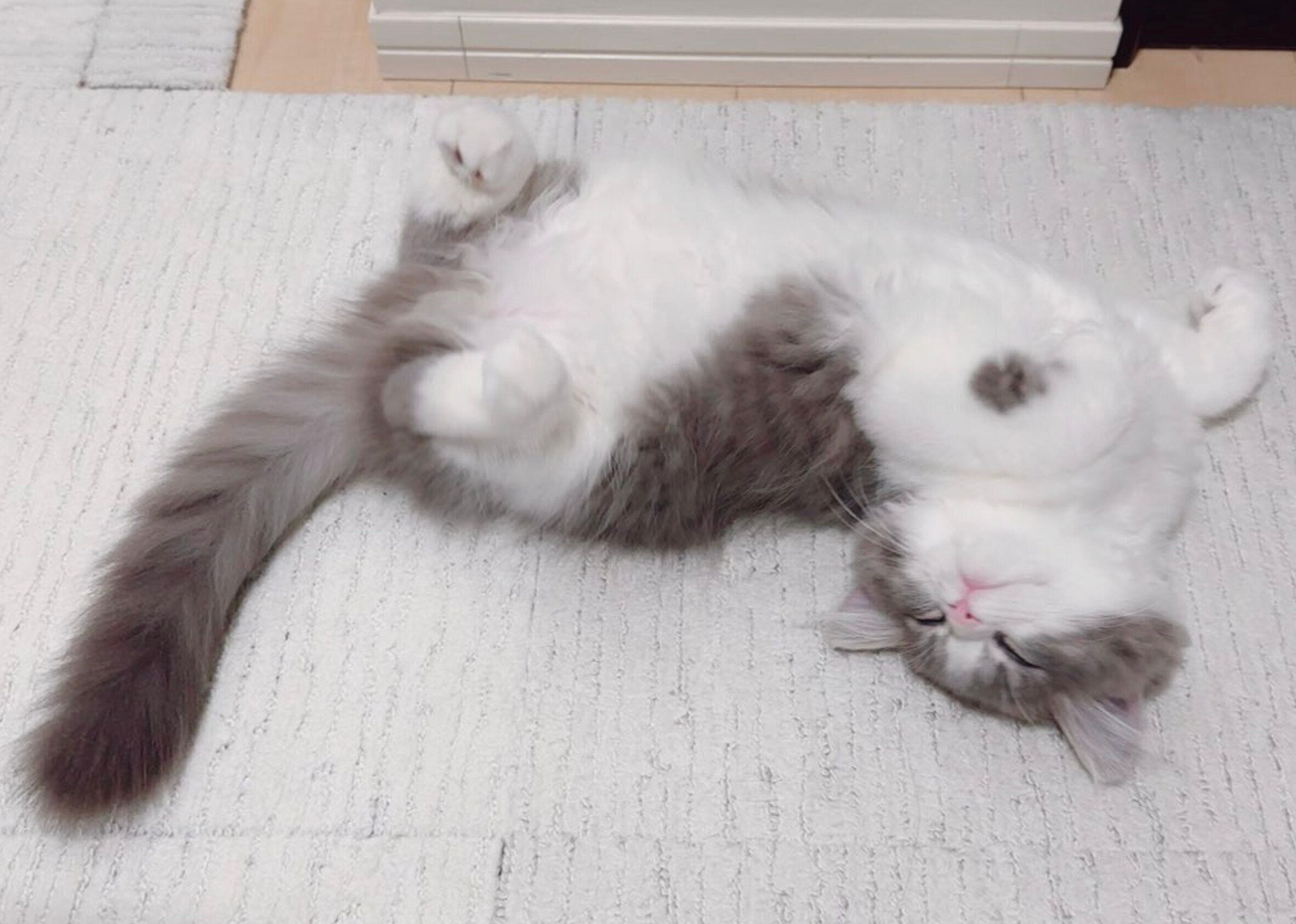 ヘソ天ポーズのたおくん