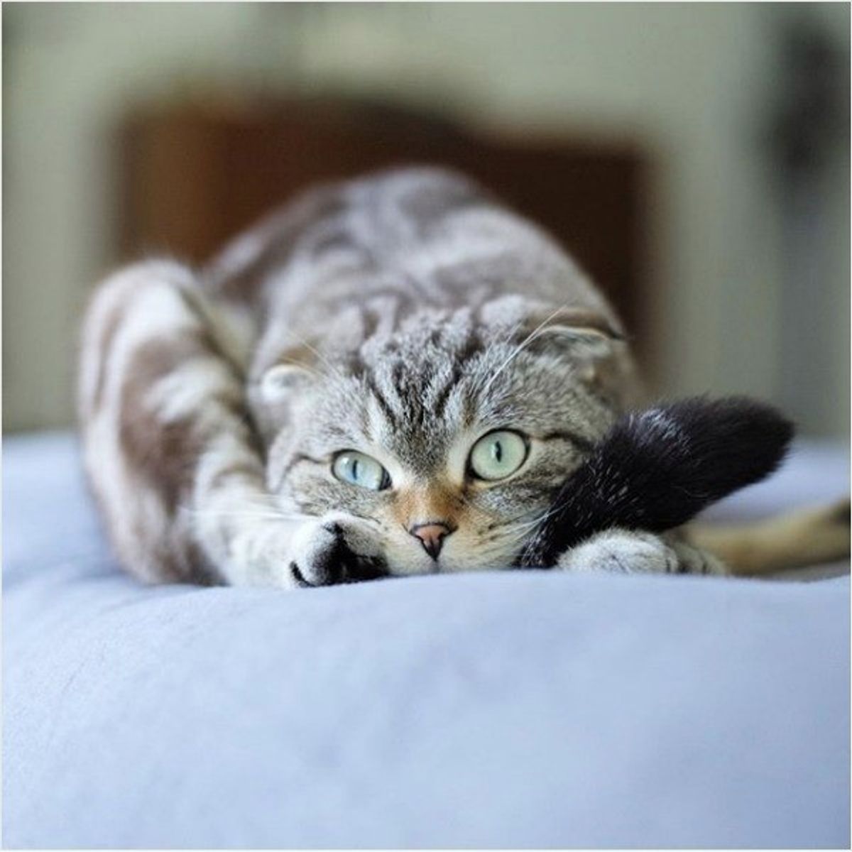 リフレッシュに最適そう ヨガを愛するニャンコたち 集めました ねこのきもちweb Magazine リフレッシュに最適そう ヨガを愛するニャンコたち 集めました ねこのきもちweb Magazine