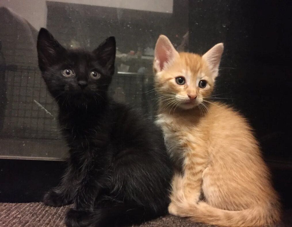 生後約3カ月の2匹の子猫
