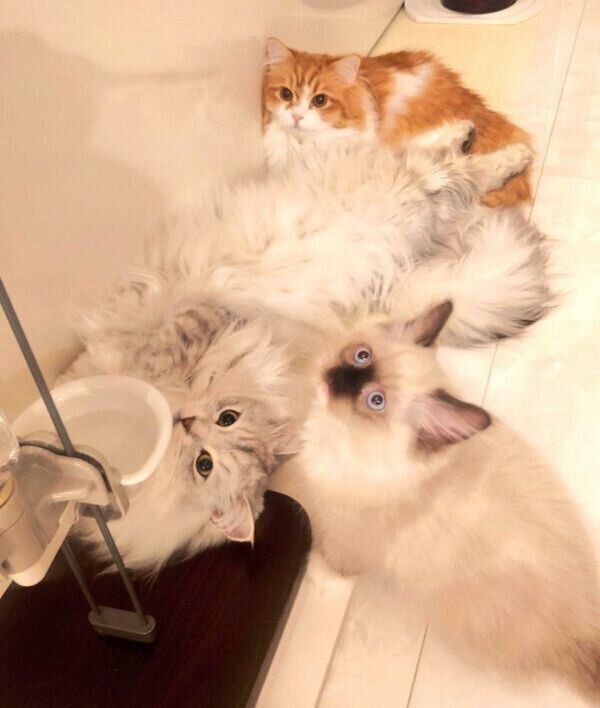 集合する猫たち