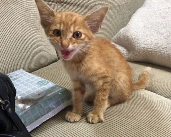 まだ小さく痩せていたほたてくん