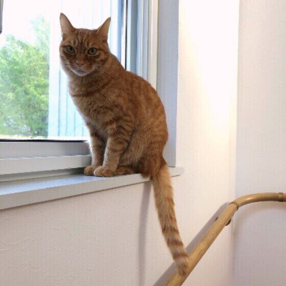 窓際にいる猫