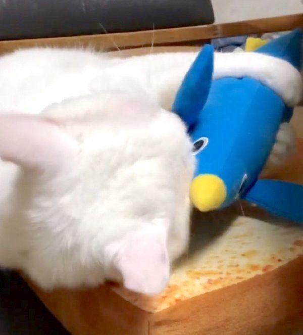 蹴りぐるみにケリケリするぷるちゃん