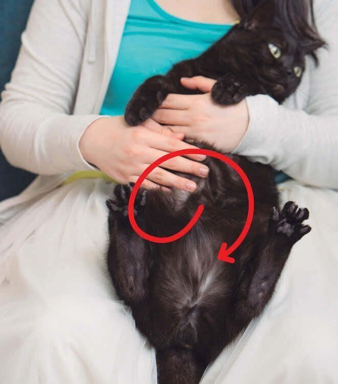 「の」の字を描きながら猫の腸マッサージ