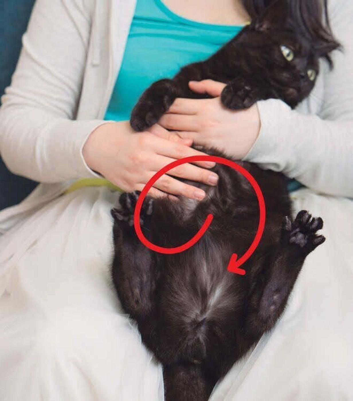 冬こそ体の内側から元気に 猫の 腸マッサージ をやってみよう ねこのきもちweb Magazine 冬こそ体の内側から元気に 猫の 腸マッサージ をやってみよう ねこのきもちweb Magazine