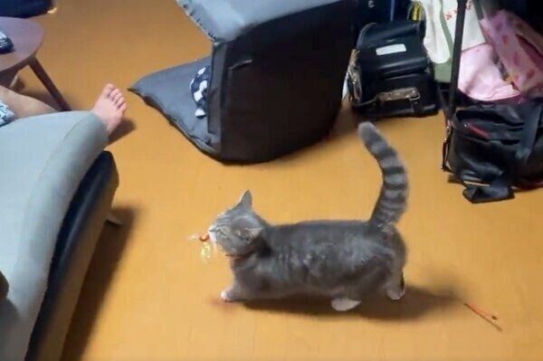 猫じゃらしを運ぶラムちゃん