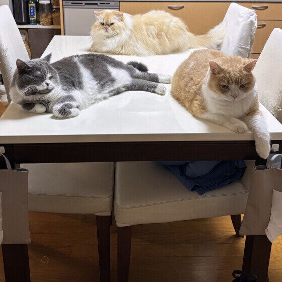 猫の睦月くんと同居猫ちゃんたち