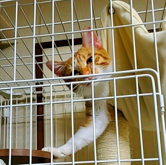 ケージの中に入る猫