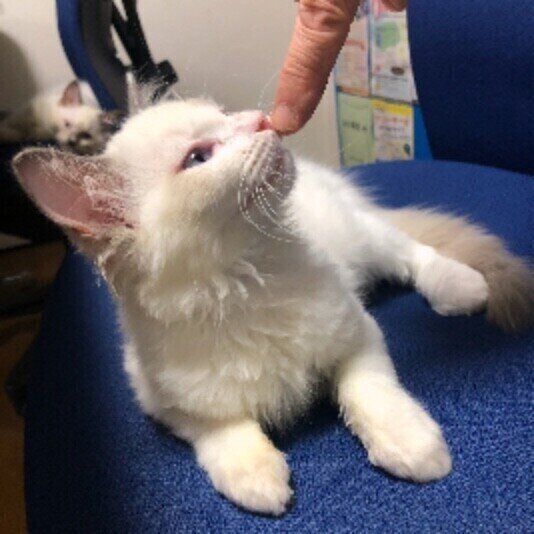 ラグドールのみいやちゃん