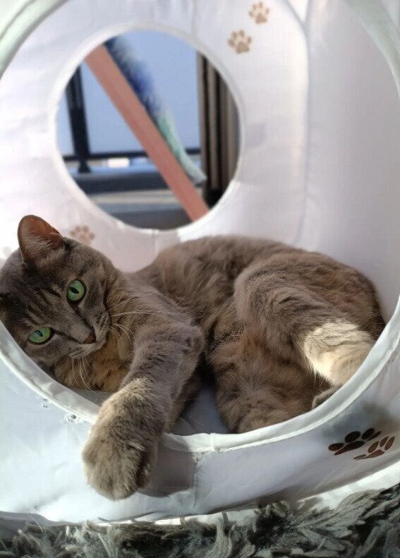 キャットハウスでくつろぐ猫