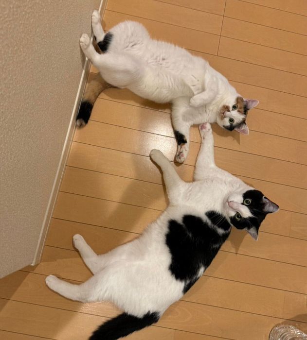 廊下でイチャイチャしているみこちゃん、とろくん