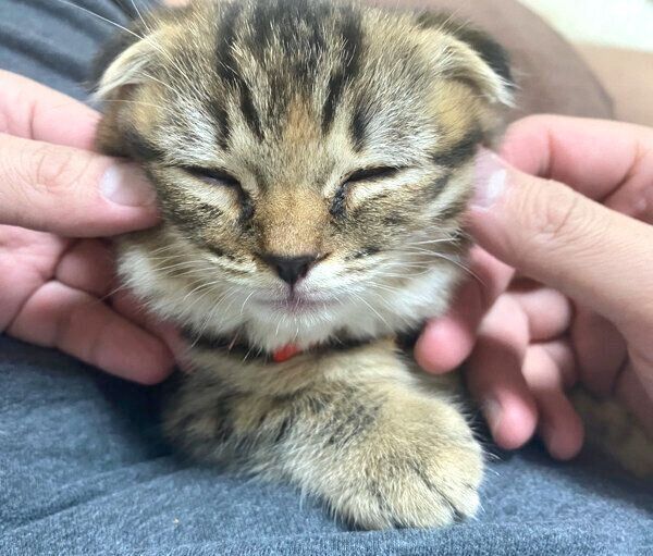 抱っこ中にバンザイする子猫 飼い主への愛の表れかと思いきや 撮影秘話にほっこり ねこのきもちweb Magazine