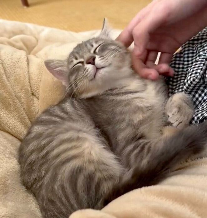 なでてもらうつぶあんちゃん