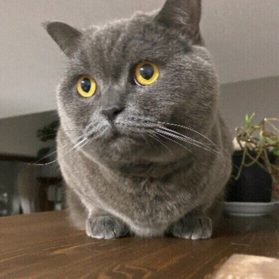 どこか見つめる猫（ブリティッシュショートヘア、オス）