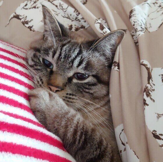 毛布をかけて眠る猫