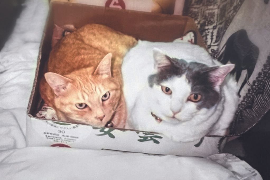 画像／ねこのきもち2024年1月号