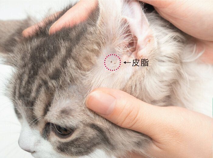 耳をチェックされている猫