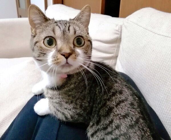 甘えるもかちゃん