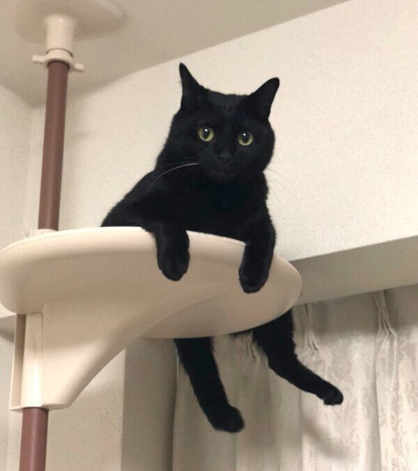 見つめるこねろくくん