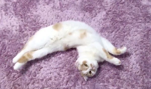 コミカルなポージングを決めるホイップクリームちゃん