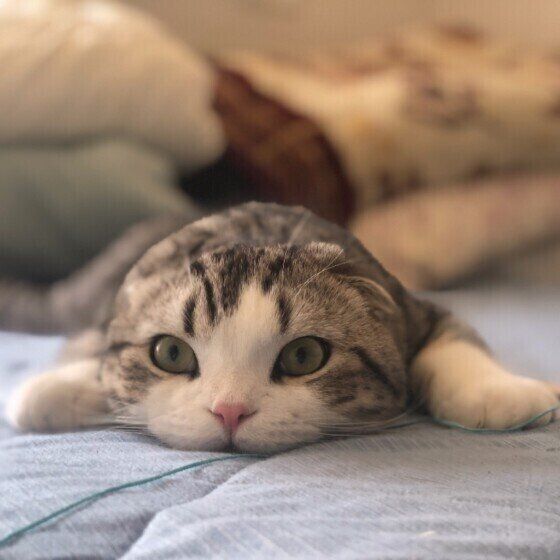 くつろぐスコティッシュフォールド