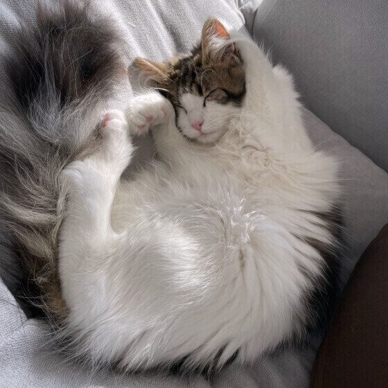 昼寝するミーシャちゃん（ノルウェージアンフォレストキャット）