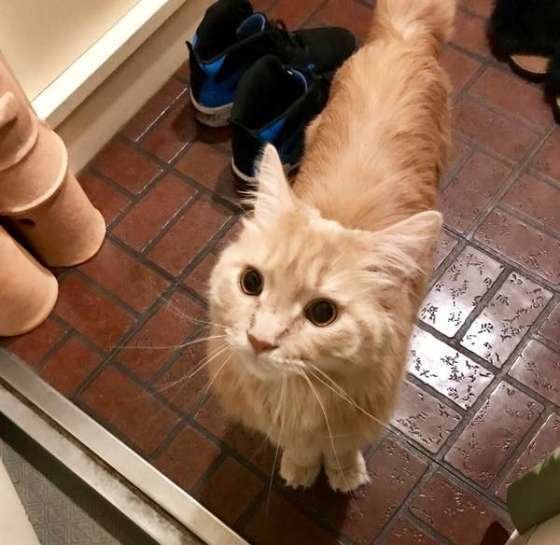 毎日の日課のお出迎えをするメインクーンのNoahくん