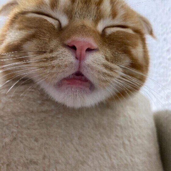 熟睡するスコティッシュフォールド